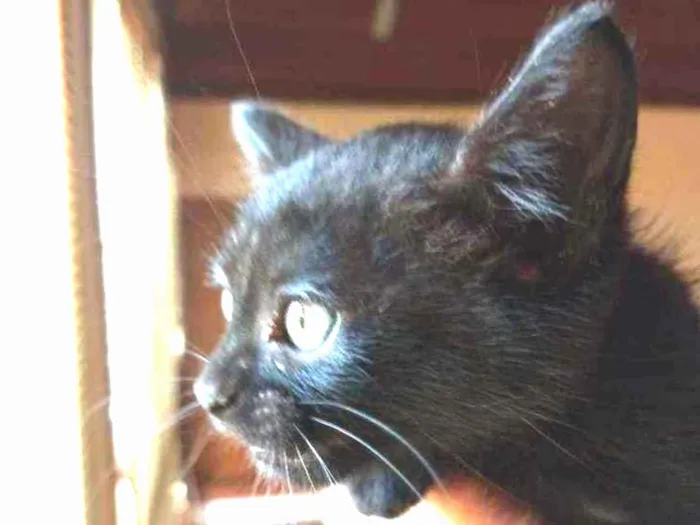 Gato ra a SRD idade Abaixo de 2 meses nome Peggy