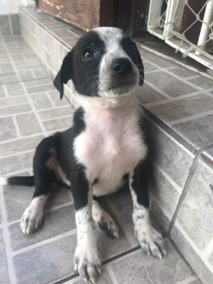 Cachorro raça Sem Raça Definida idade Abaixo de 2 meses nome Sem nome