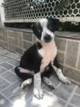 Cachorro raça Sem Raça Definida idade Abaixo de 2 meses nome Sem nome