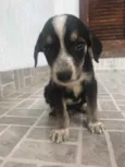 Cachorro raça Sem Raça Definida idade Abaixo de 2 meses nome Sem nome