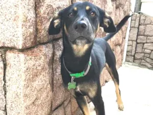 Cachorro raça SRD idade 7 a 11 meses nome Amado