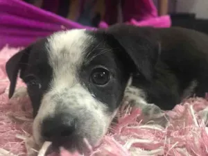 Cachorro raça Sem Raça Definida idade Abaixo de 2 meses nome Sem nome