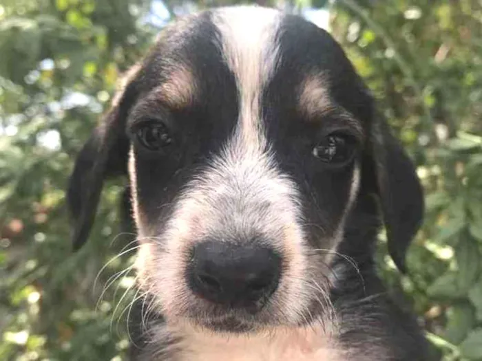 Cachorro raça Sem Raça Definida idade Abaixo de 2 meses nome Sem nome