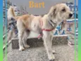 Cachorro raça Srd idade 1 ano nome Bart