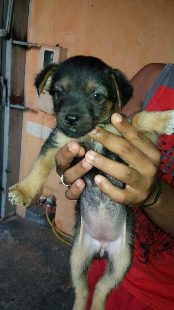 Cachorro ra a Desconhecida idade Abaixo de 2 meses nome indefinido