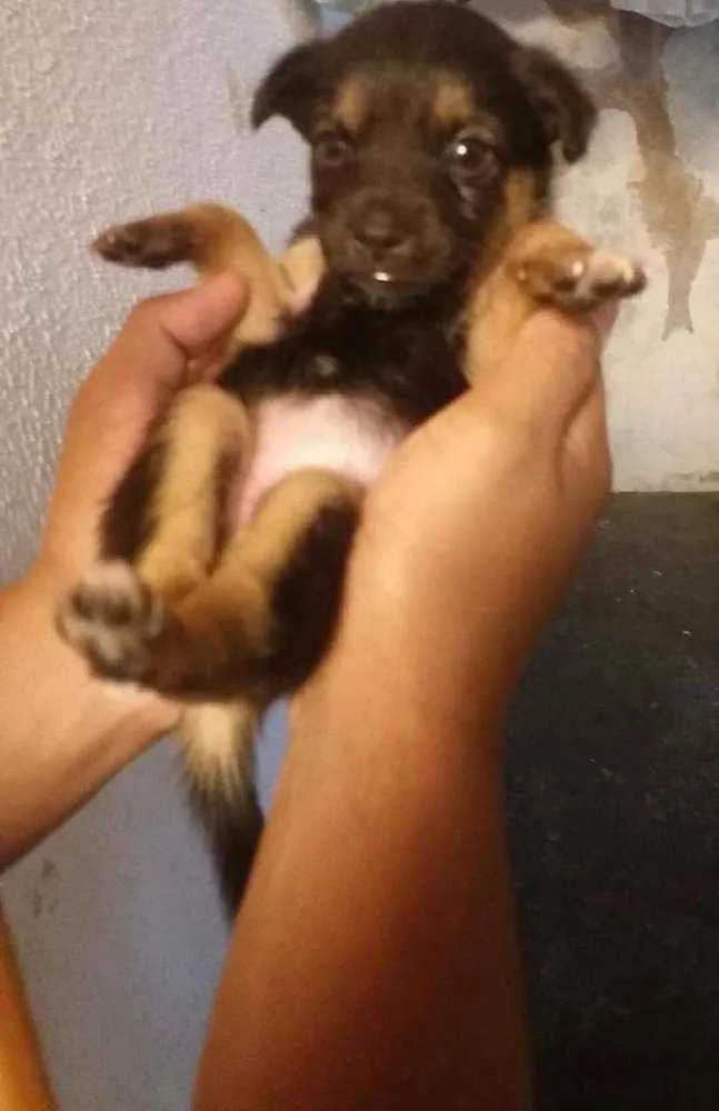 Cachorro ra a Desconhecida idade Abaixo de 2 meses nome indefinido