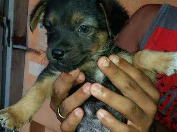 Cachorro ra a Desconhecida idade Abaixo de 2 meses nome indefinido