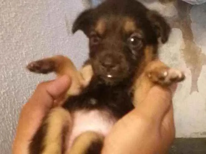 Cachorro ra a Desconhecida idade Abaixo de 2 meses nome indefinido