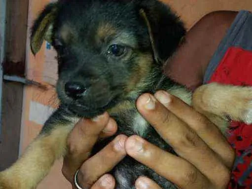 Cachorro ra a Desconhecida idade Abaixo de 2 meses nome indefinido