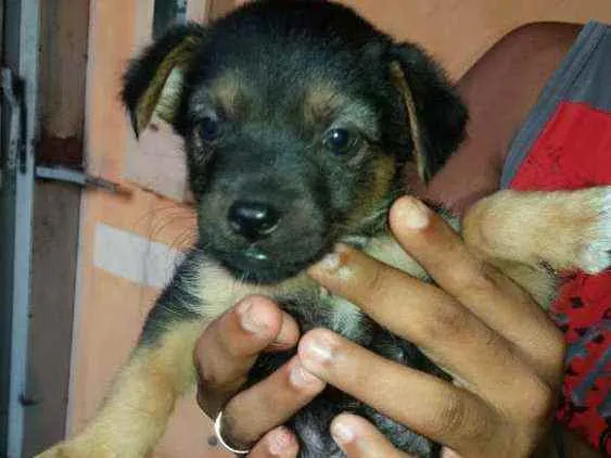Cachorro ra a Desconhecida idade Abaixo de 2 meses nome indefinido