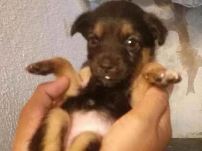 Cachorro ra a Desconhecida idade Abaixo de 2 meses nome indefinido