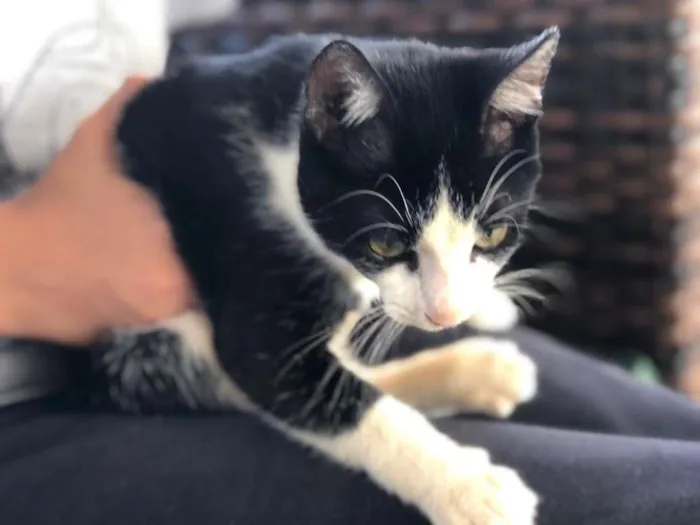 Gato raça SRD-ViraLata idade 2 a 6 meses nome frajola