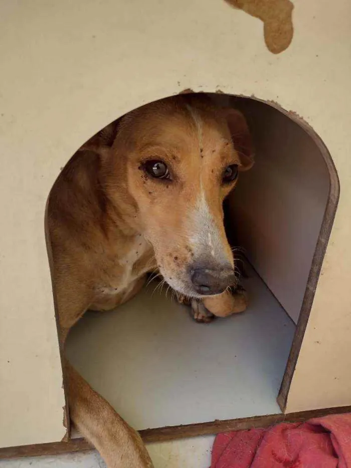 Cachorro ra a SRD idade 5 anos nome Jhuly