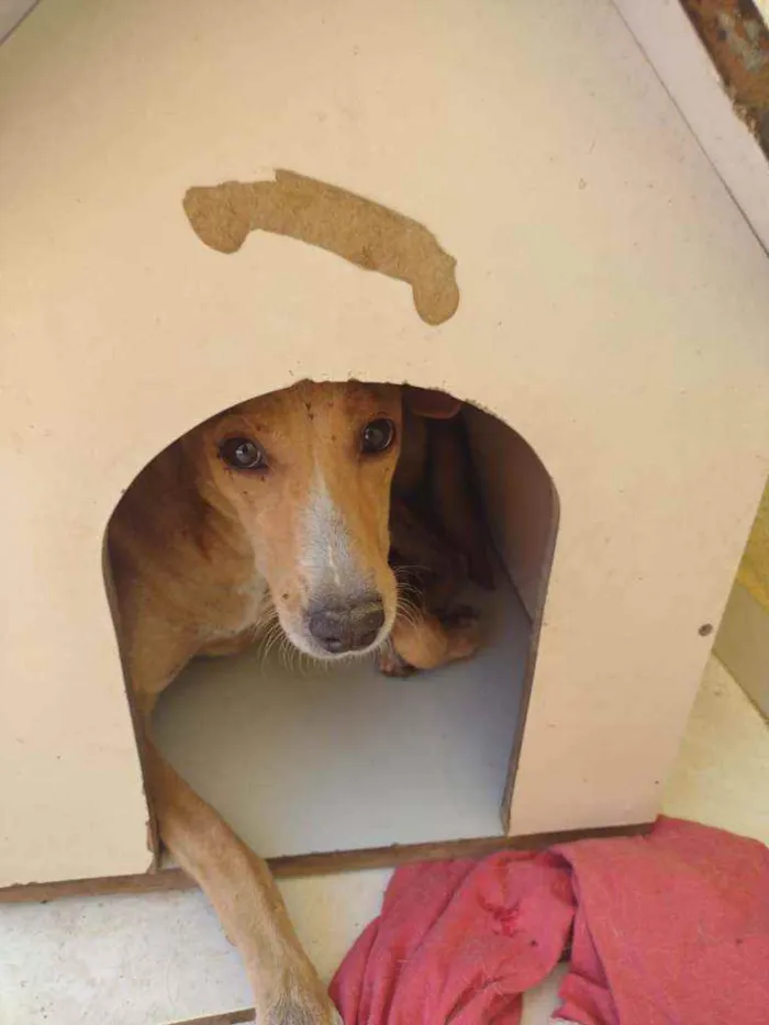 Cachorro ra a SRD idade 5 anos nome Jhuly