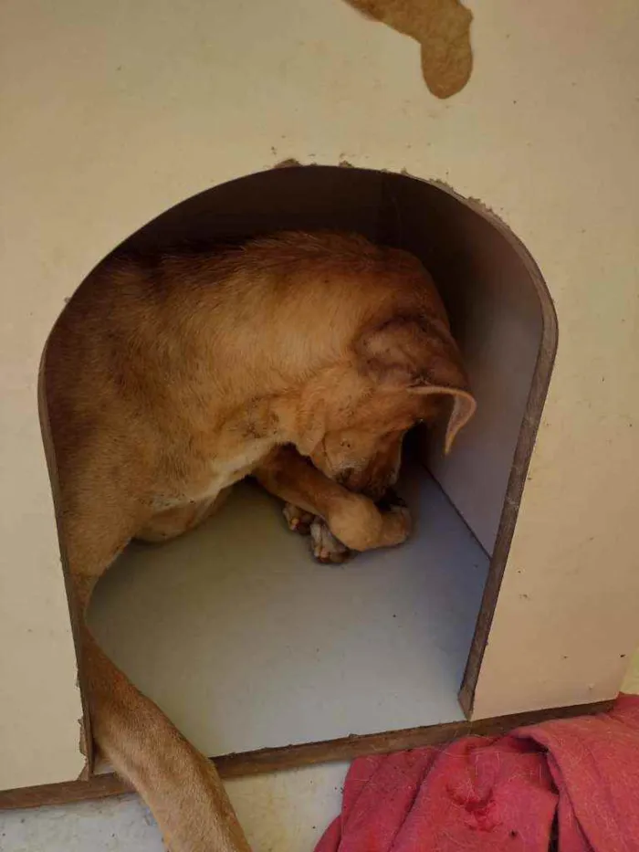 Cachorro ra a SRD idade 5 anos nome Jhuly