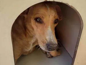 Cachorro raça SRD idade 5 anos nome Jhuly