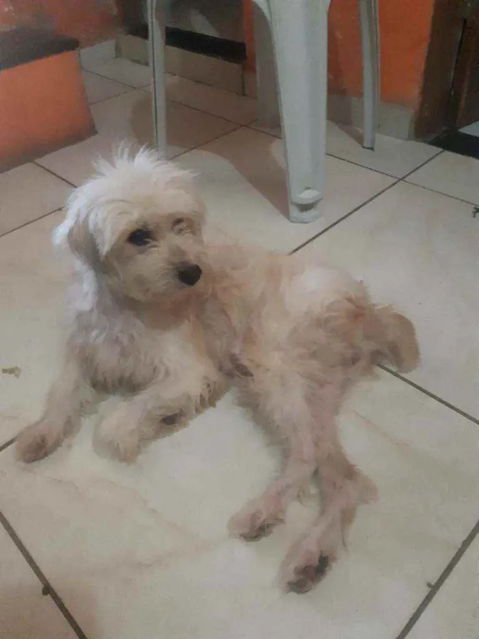 Cachorro ra a Poodle  idade 3 anos nome Mel