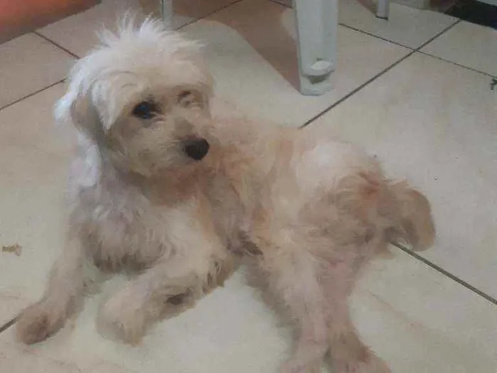 Cachorro ra a Poodle  idade 3 anos nome Mel