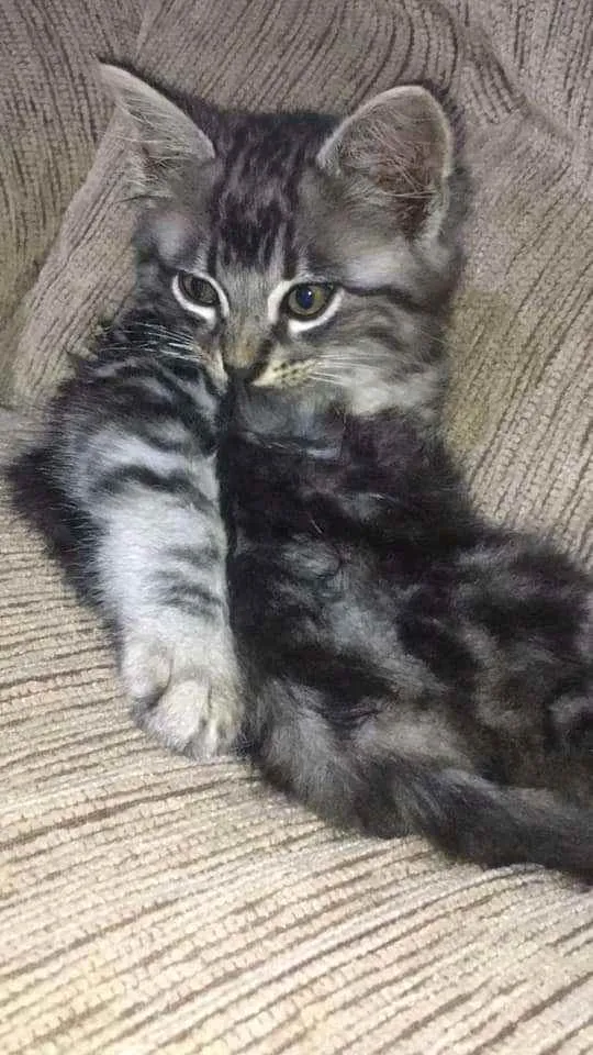 Gato raça SRD idade Abaixo de 2 meses nome Thomás 