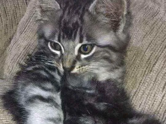 Gato raça SRD idade Abaixo de 2 meses nome Thomás 