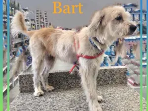 Cachorro raça Srd idade 1 ano nome Bart