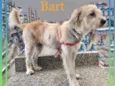 Cachorro raça Srd idade 1 ano nome Bart