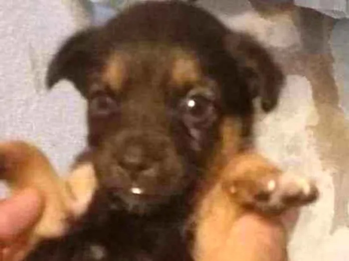 Cachorro ra a Desconhecida idade Abaixo de 2 meses nome indefinido