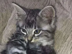 Gato raça SRD idade Abaixo de 2 meses nome Thomás 