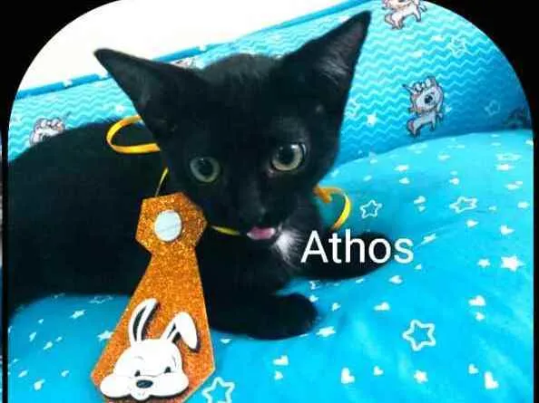 Gato raça  idade 2 a 6 meses nome Filhotes Mônica 