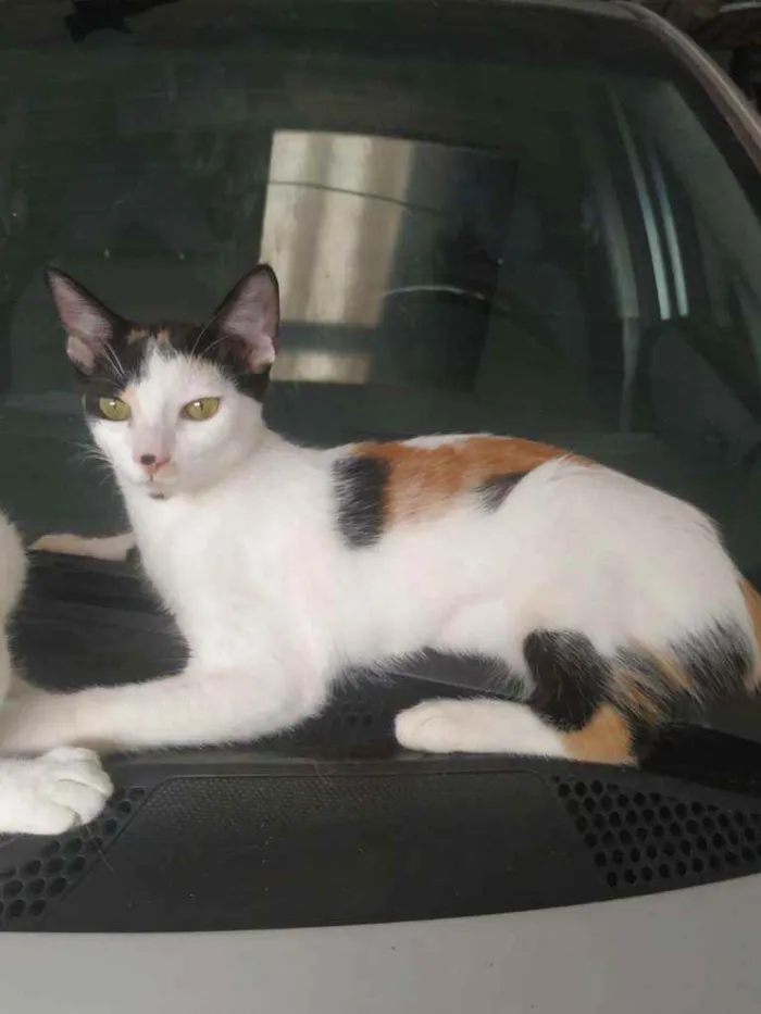 Gato ra a S.R.D. idade 2 a 6 meses nome Princesa