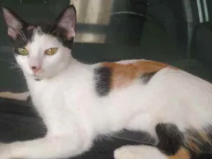 Gato raça S.R.D. idade 2 a 6 meses nome Princesa