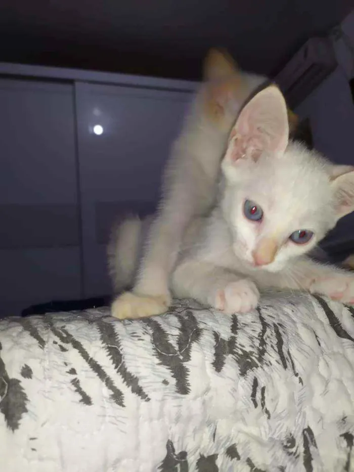 Gato ra a S.R.D. idade Abaixo de 2 meses nome Elsa e Aurora