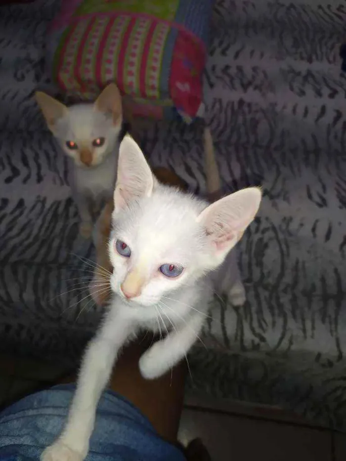 Gato ra a S.R.D. idade Abaixo de 2 meses nome Elsa e Aurora