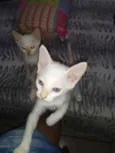 Elsa e Aurora