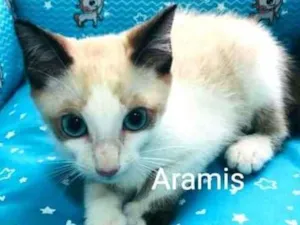 Gato raça  idade 2 a 6 meses nome Filhotes Mônica 