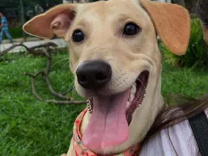 Cachorro raça SRD-ViraLata idade 2 a 6 meses nome Zoe