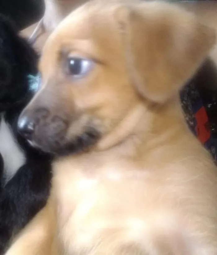 Cachorro ra a Srd idade 2 a 6 meses nome Lindos cãezinhos fil