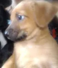 Lindos cãezinhos fil