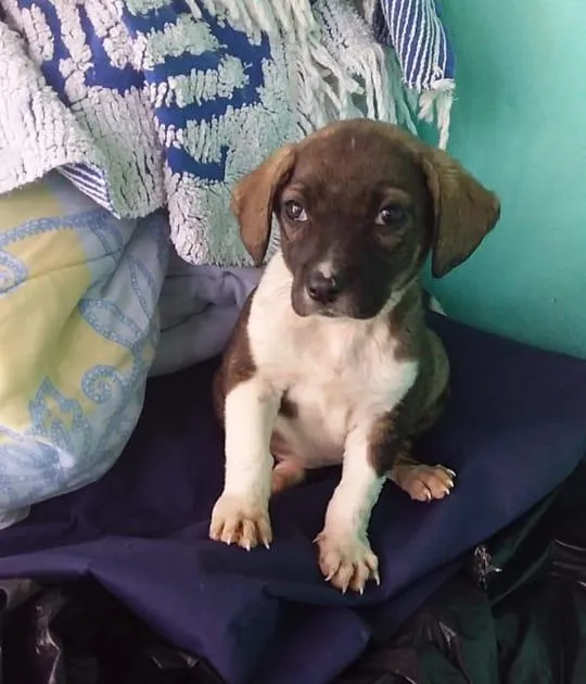 Cachorro ra a Srd idade 2 a 6 meses nome Lindos cãezinhos fil
