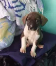Lindos cãezinhos fil