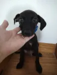 Lindos cãezinhos fil
