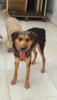 Lindos cãezinhos fil