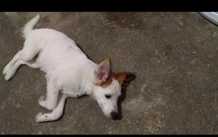 Cachorro ra a Srd idade 2 a 6 meses nome Lindos cãezinhos fil
