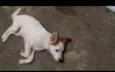 Lindos cãezinhos fil