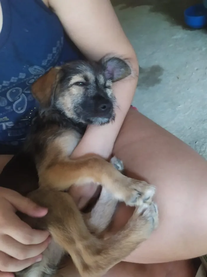 Cachorro ra a Srd idade 2 a 6 meses nome Lindos cãezinhos fil