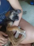 Lindos cãezinhos fil