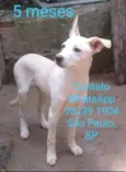 Lindos cãezinhos fil