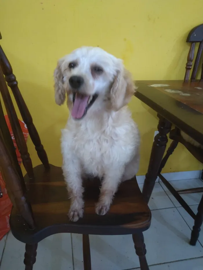 Cachorro ra a Poodle idade 5 anos nome Sky