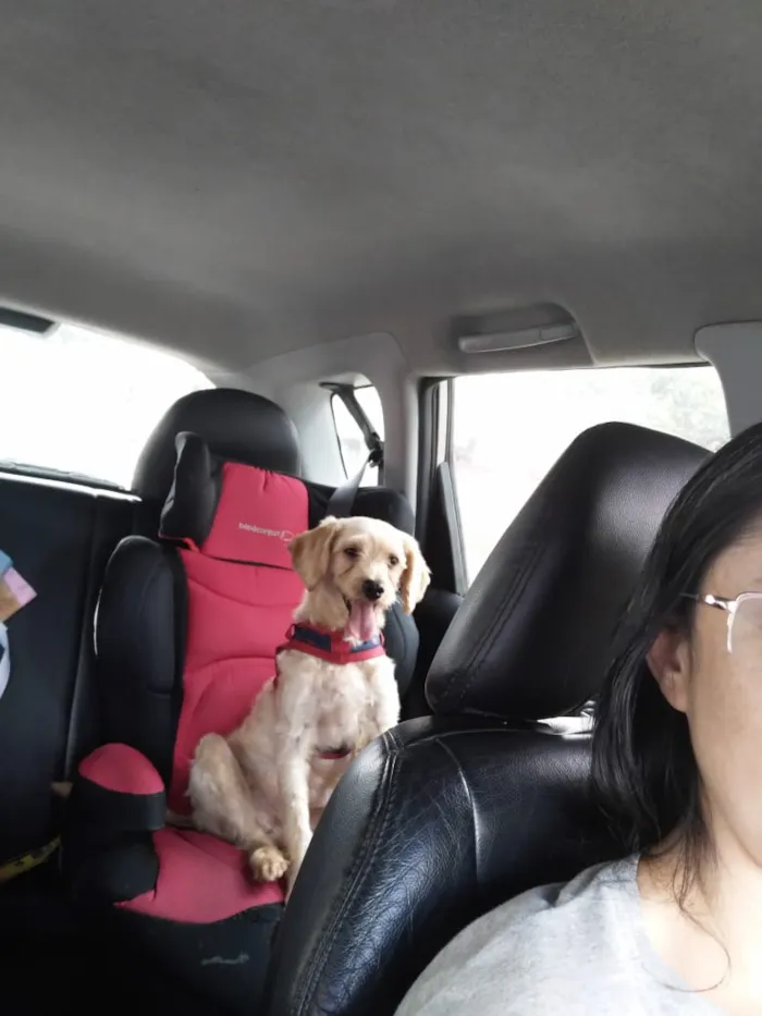 Cachorro ra a Poodle idade 5 anos nome Sky