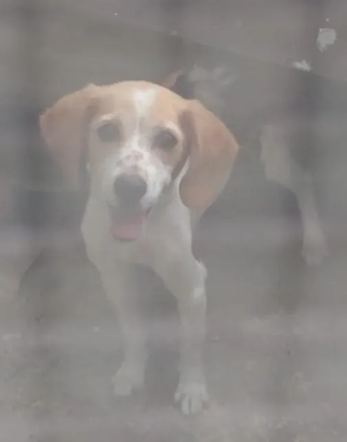 Cachorro ra a Beagle idade 7 a 11 meses nome Ayla